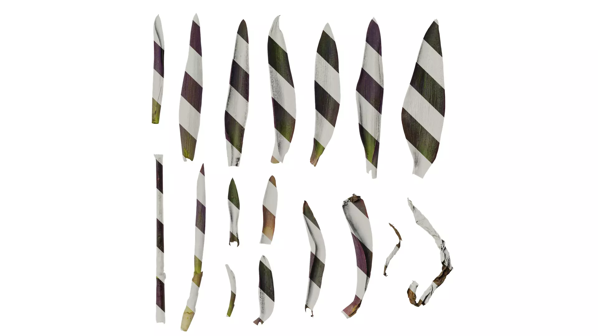 Anydrafts Tradescantia pallida Leaf 02 Texture_0