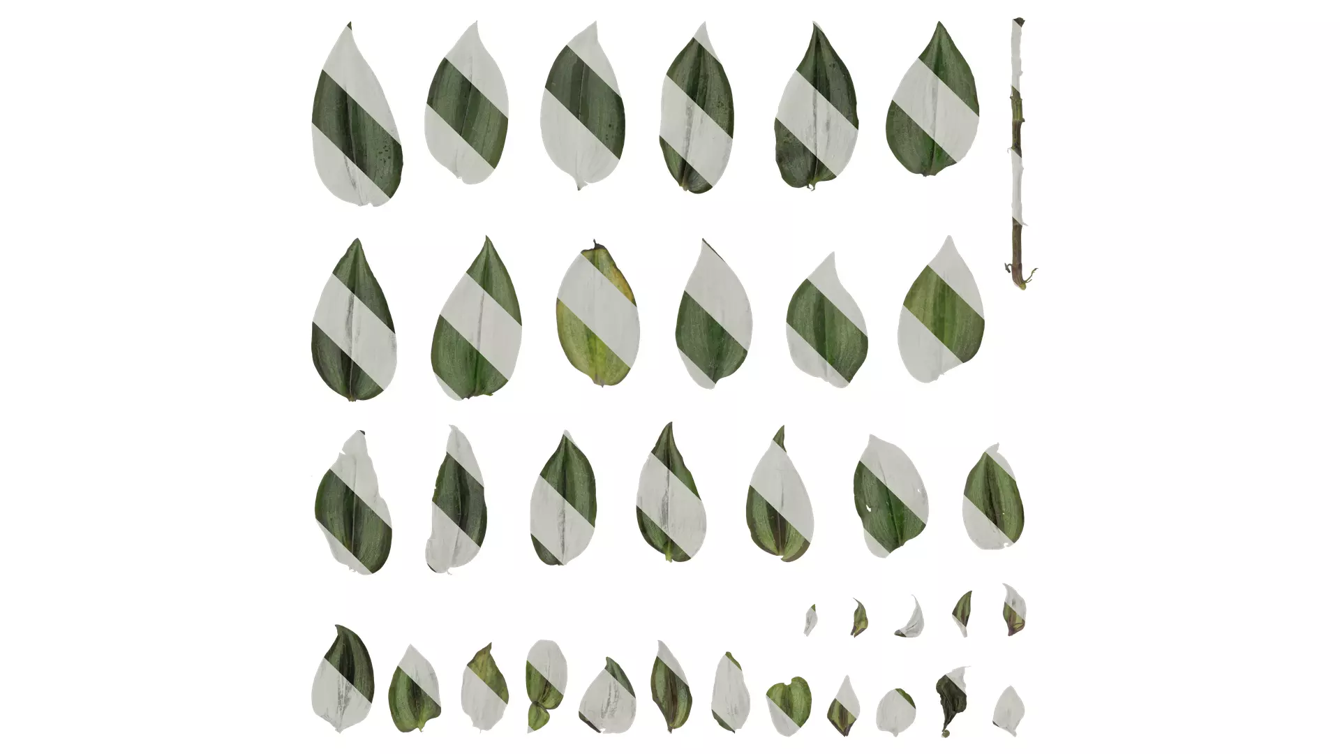 Anydrafts Tradescantia zebrina Leaf 01 F Texture_0