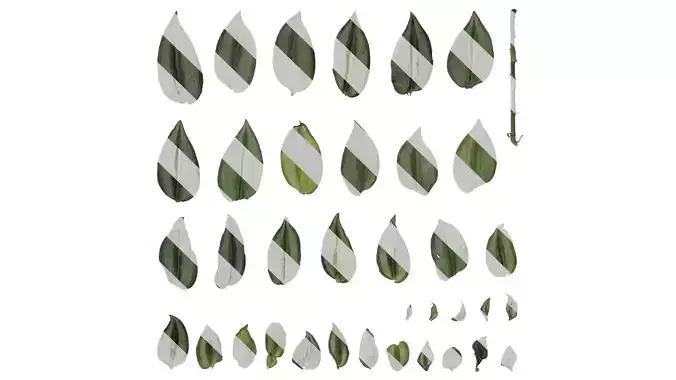 Anydrafts Tradescantia zebrina Leaf 01 F