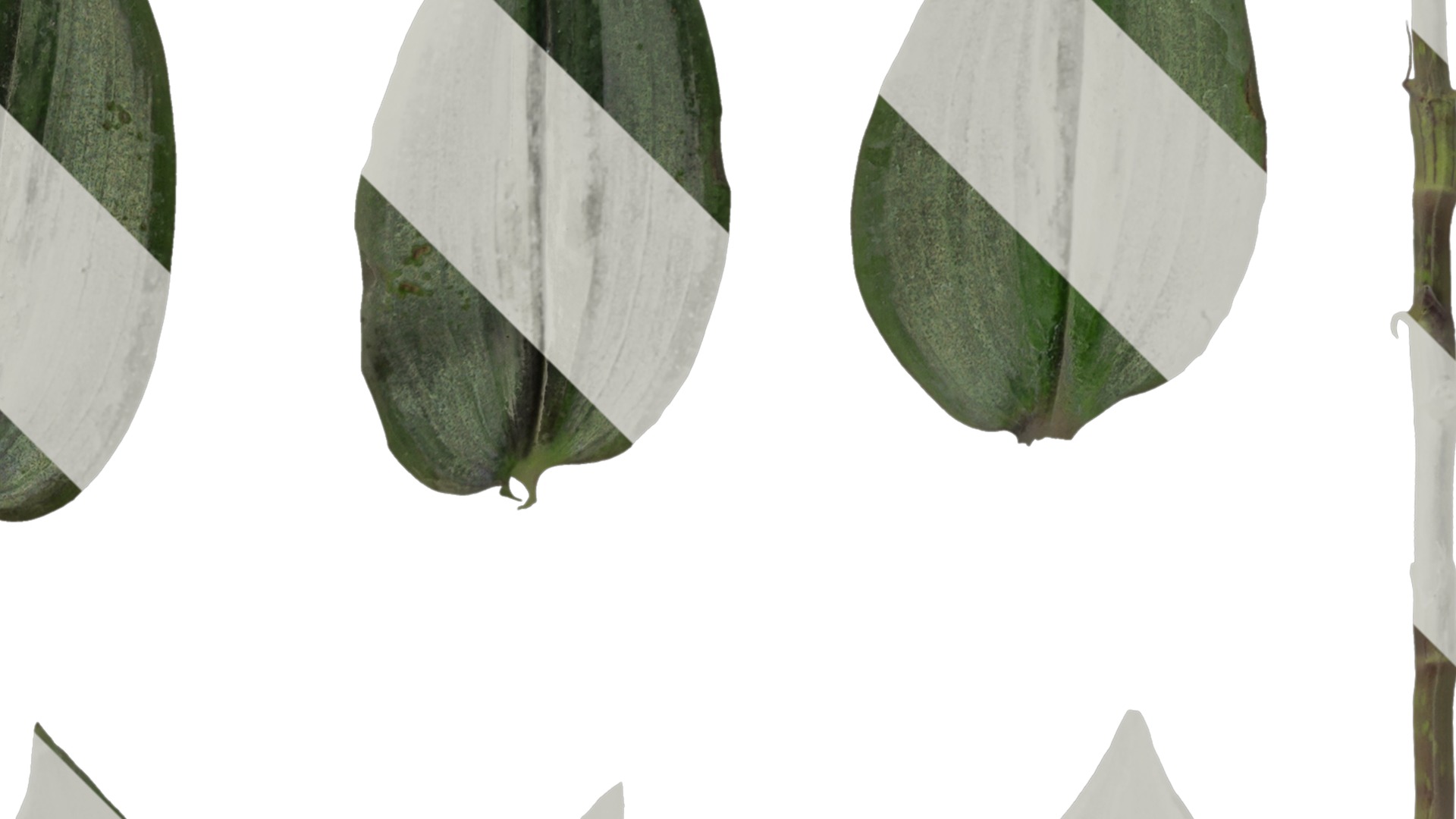 Anydrafts Tradescantia zebrina Leaf 01 F Texture_2