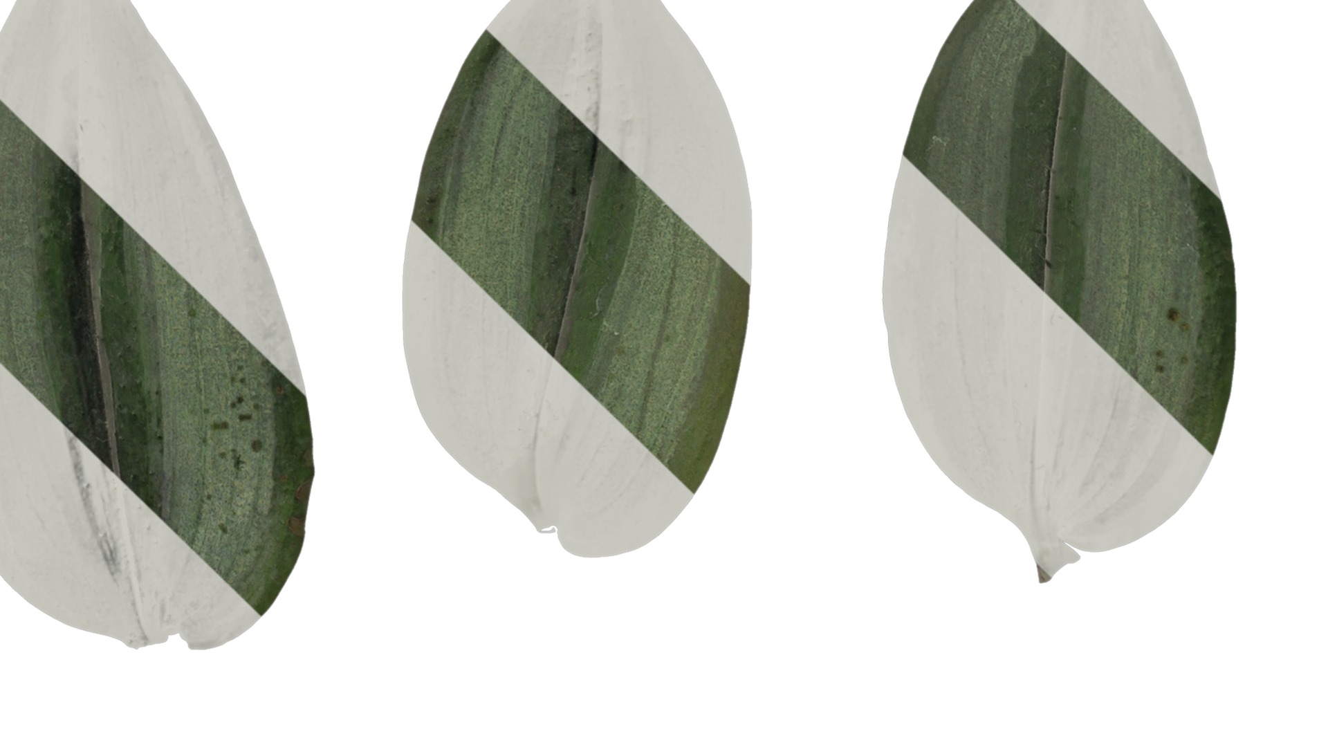 Anydrafts Tradescantia zebrina Leaf 01 F Texture_1