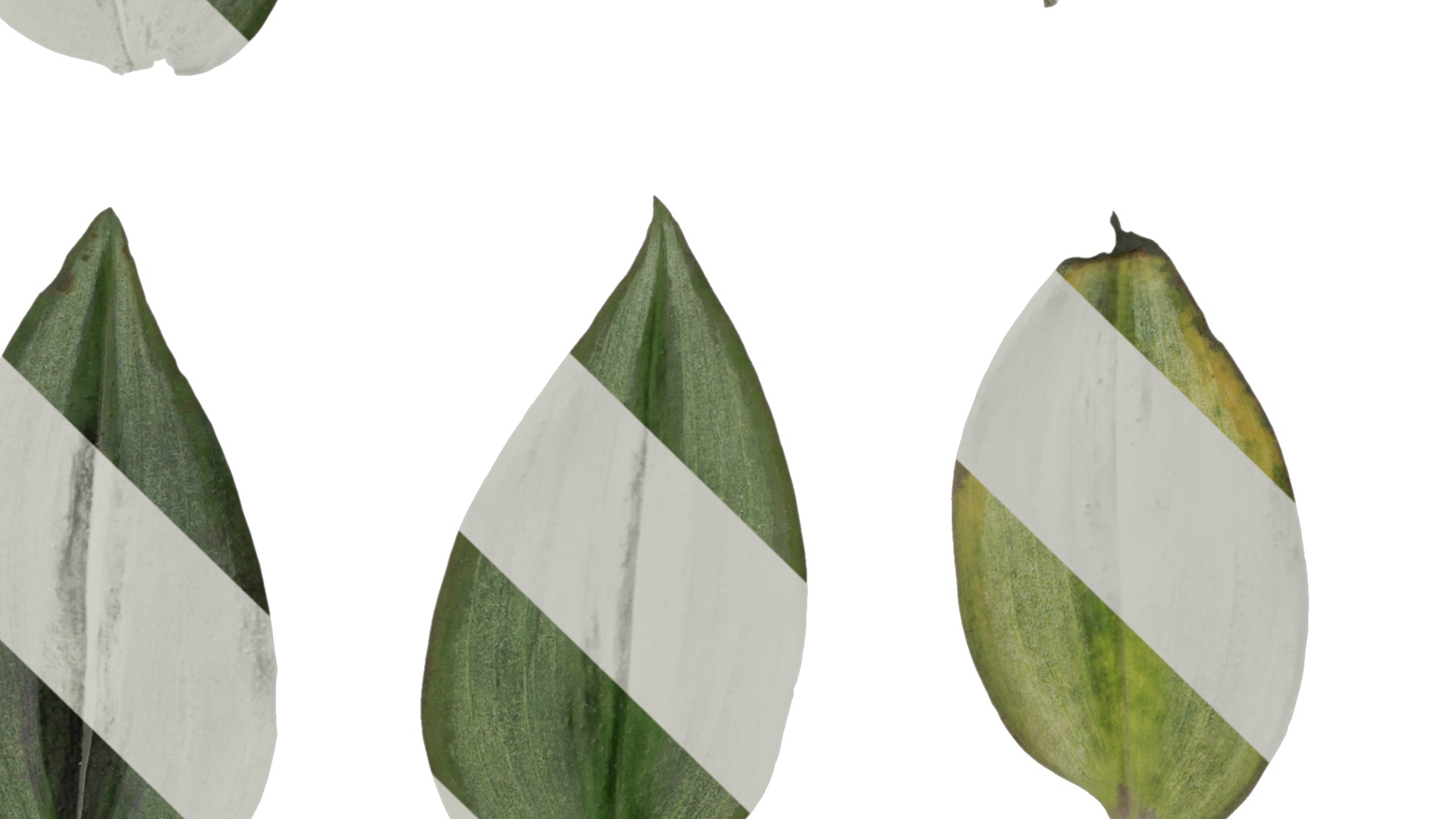 Anydrafts Tradescantia zebrina Leaf 01 F Texture_3