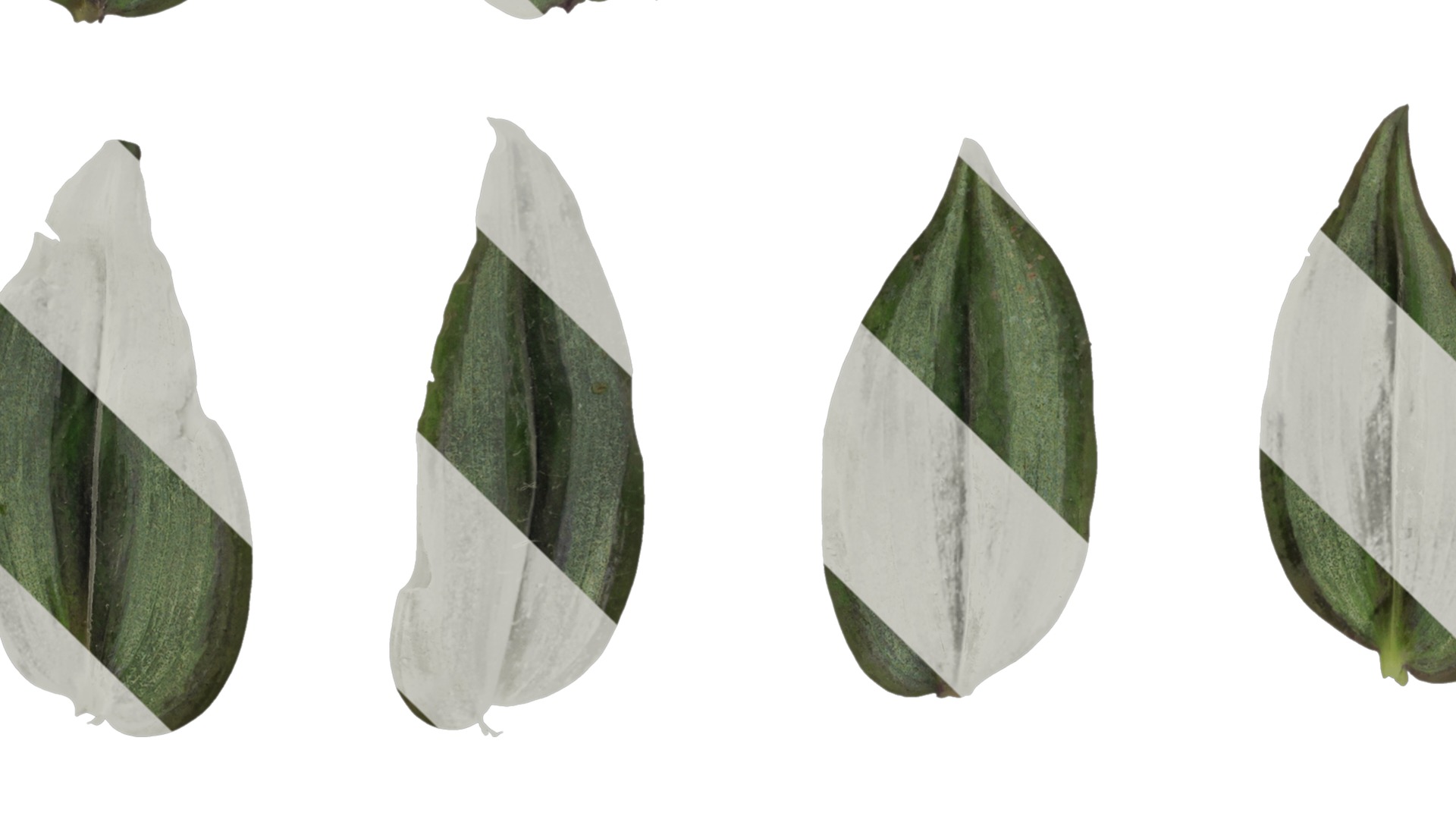 Anydrafts Tradescantia zebrina Leaf 01 F Texture_5