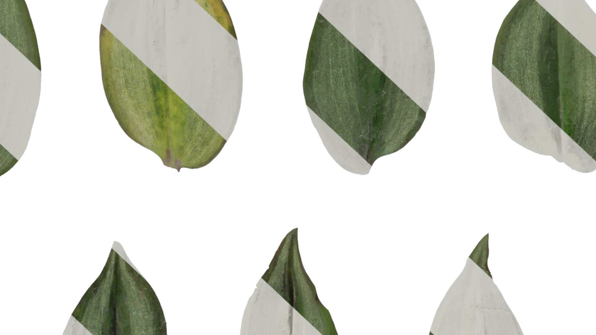 Anydrafts Tradescantia zebrina Leaf 01 F Texture_7