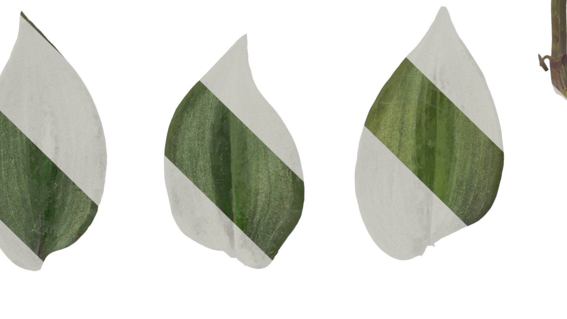 Anydrafts Tradescantia zebrina Leaf 01 F Texture_4