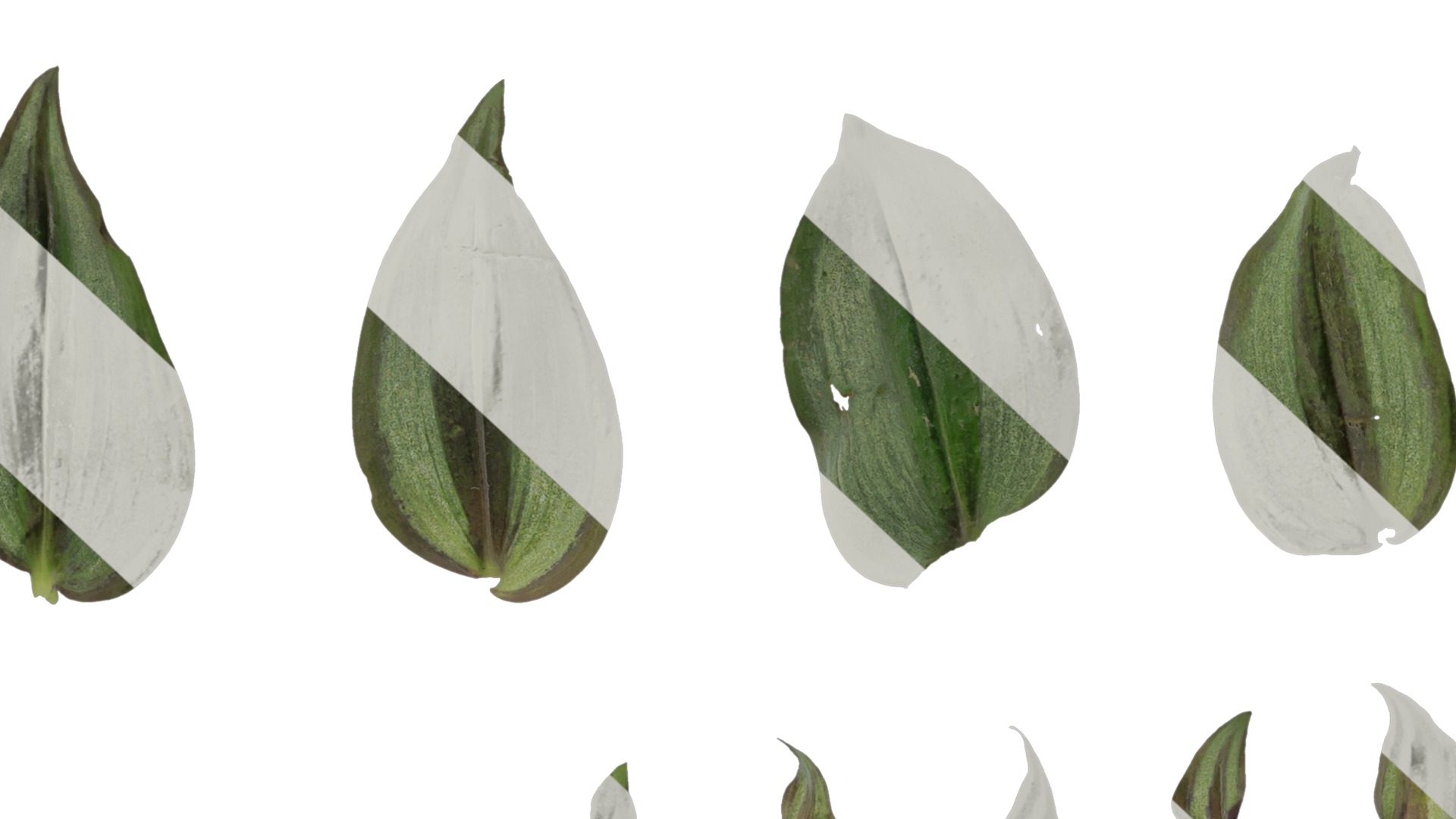 Anydrafts Tradescantia zebrina Leaf 01 F Texture_6