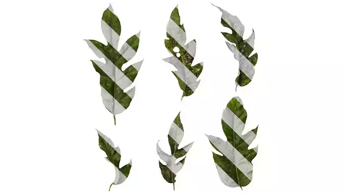 Anydrafts Schefflera delavayi Leaf 05