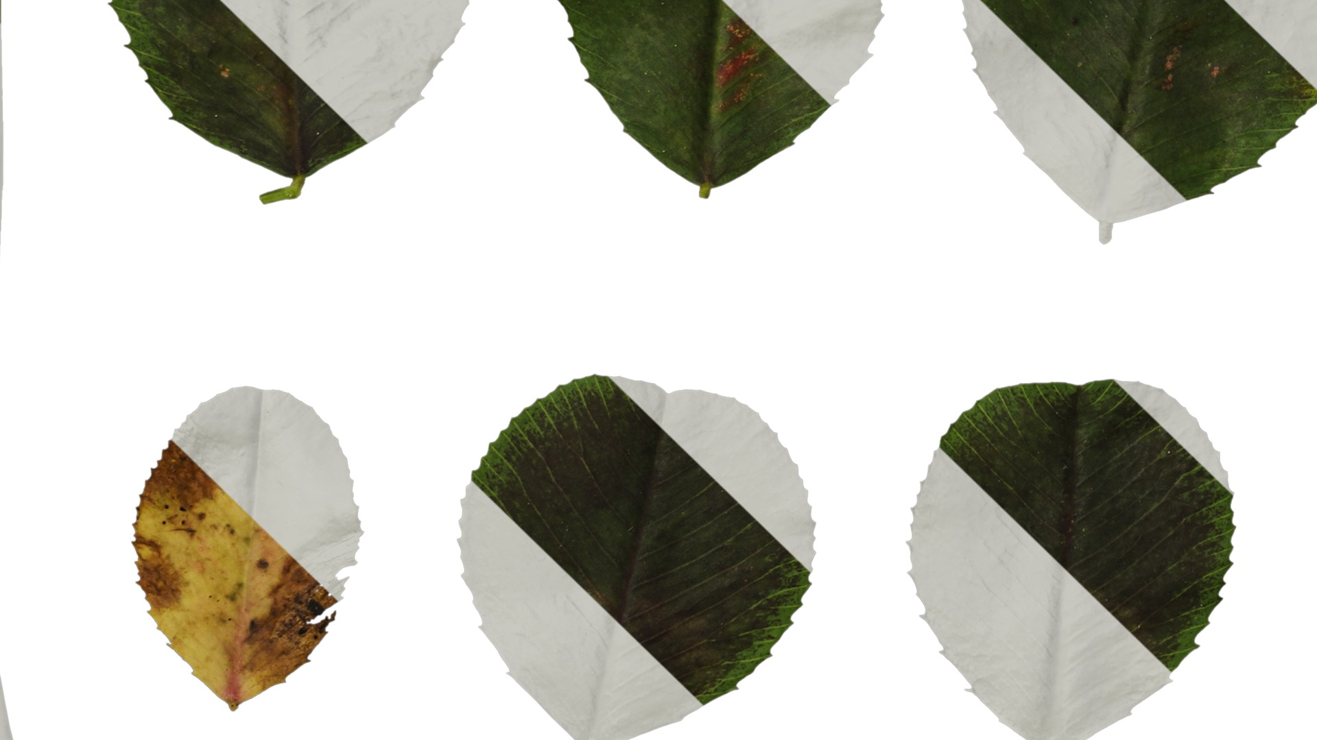 Anydrafts Trifolium repens Leaf 02 Texture_5