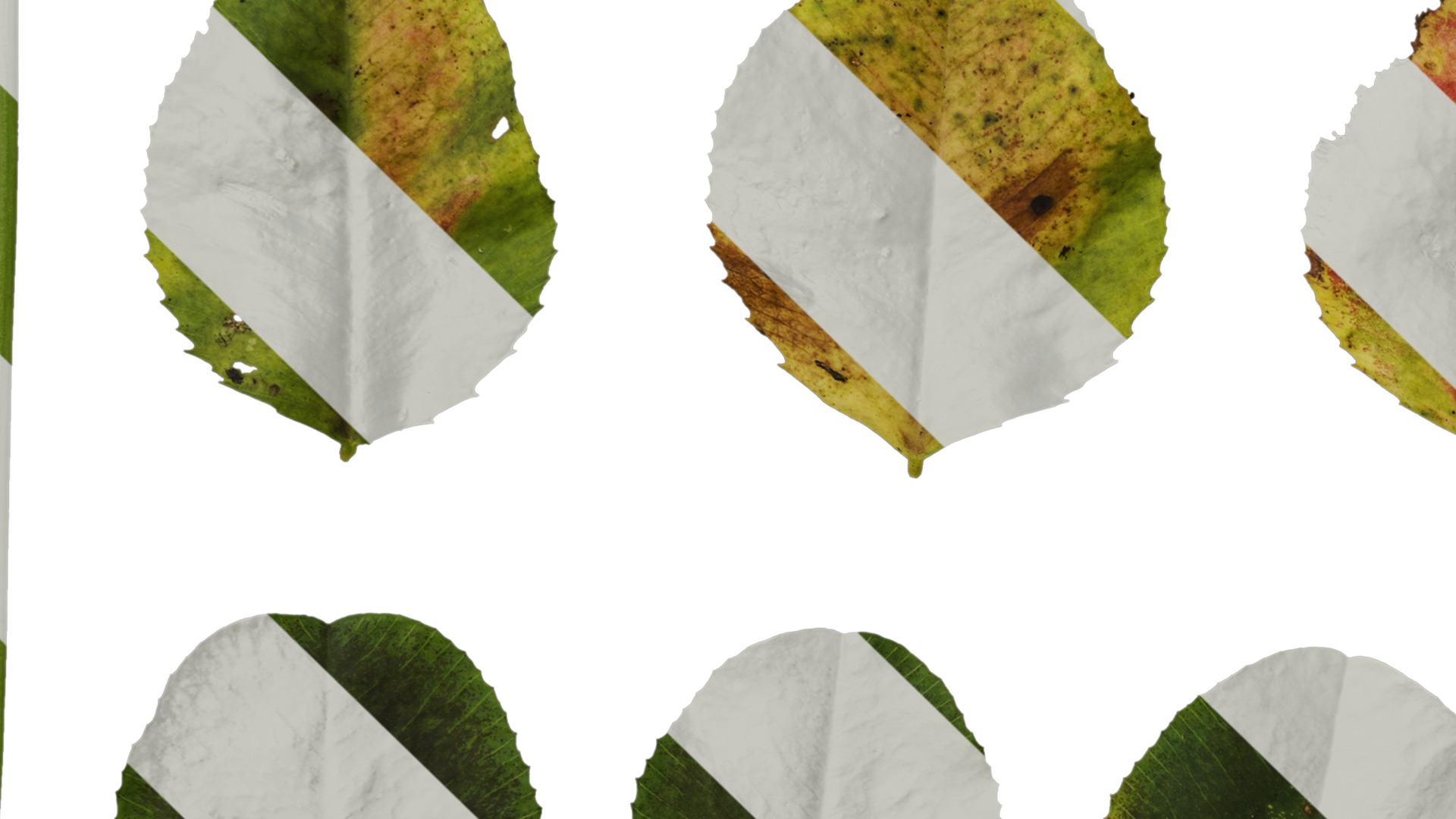 Anydrafts Trifolium repens Leaf 02 Texture_3