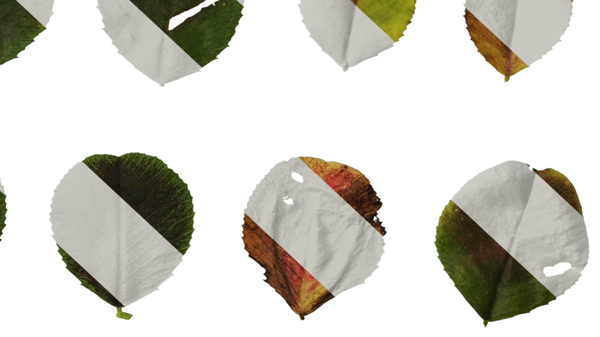 Anydrafts Trifolium repens Leaf 02 Texture_6