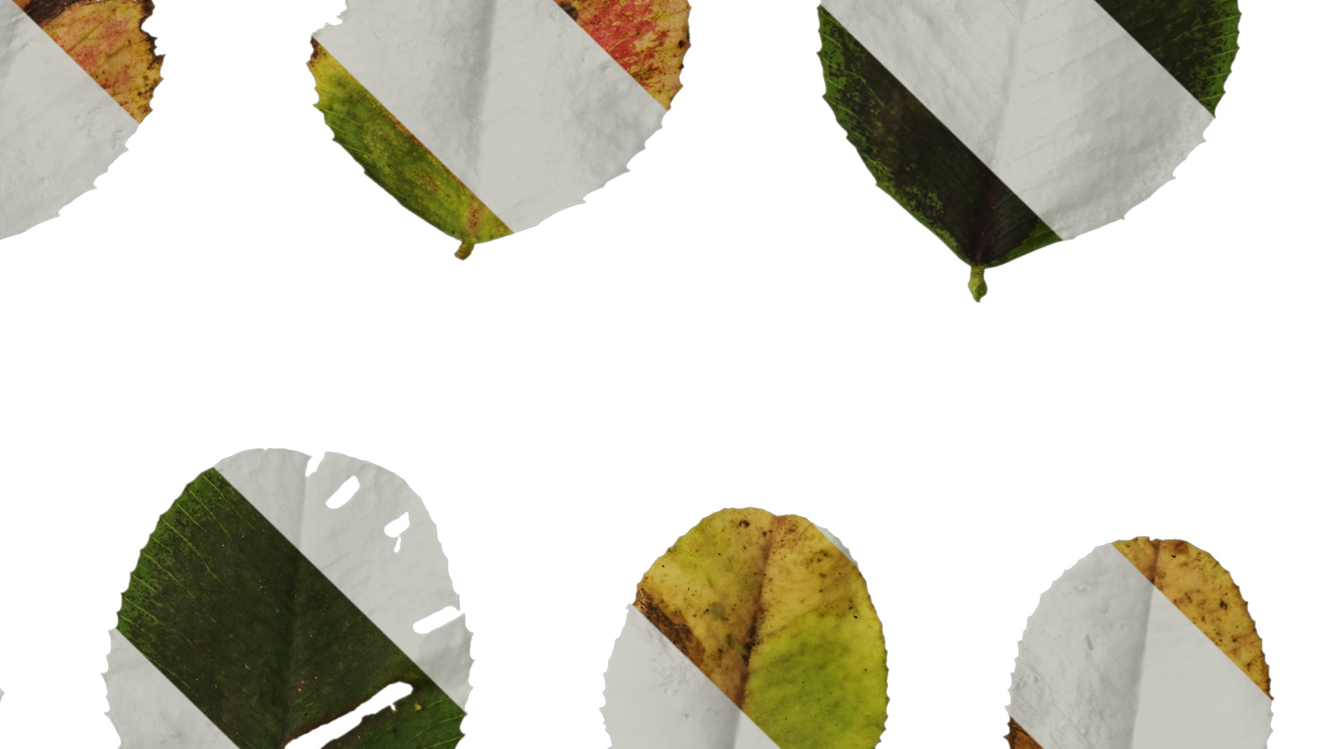 Anydrafts Trifolium repens Leaf 02 Texture_4