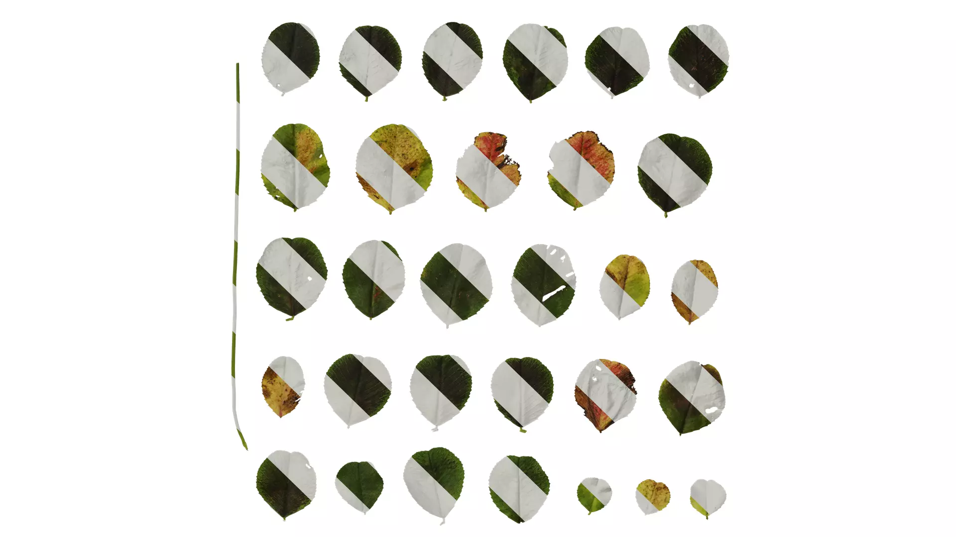 Anydrafts Trifolium repens Leaf 02 Texture_0