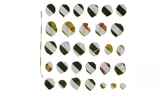 Anydrafts Trifolium repens Leaf 02 Texture Anydrafts Trifolium repens Leaf 02 Texture