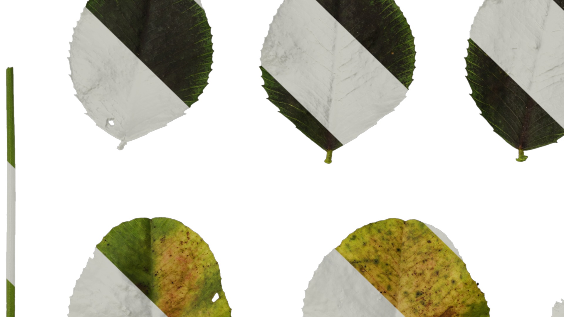 Anydrafts Trifolium repens Leaf 02 Texture_1