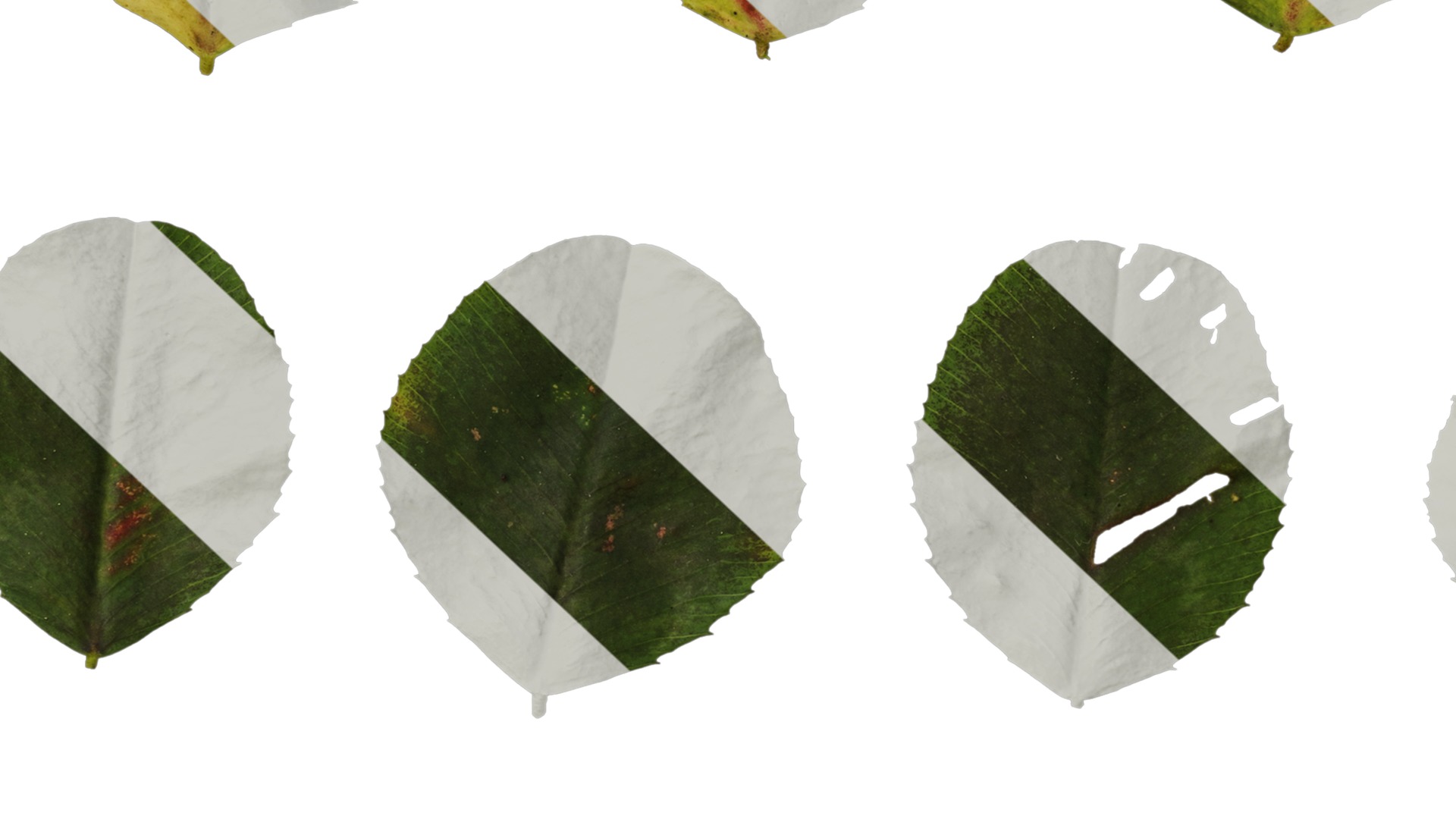 Anydrafts Trifolium repens Leaf 02 Texture_7