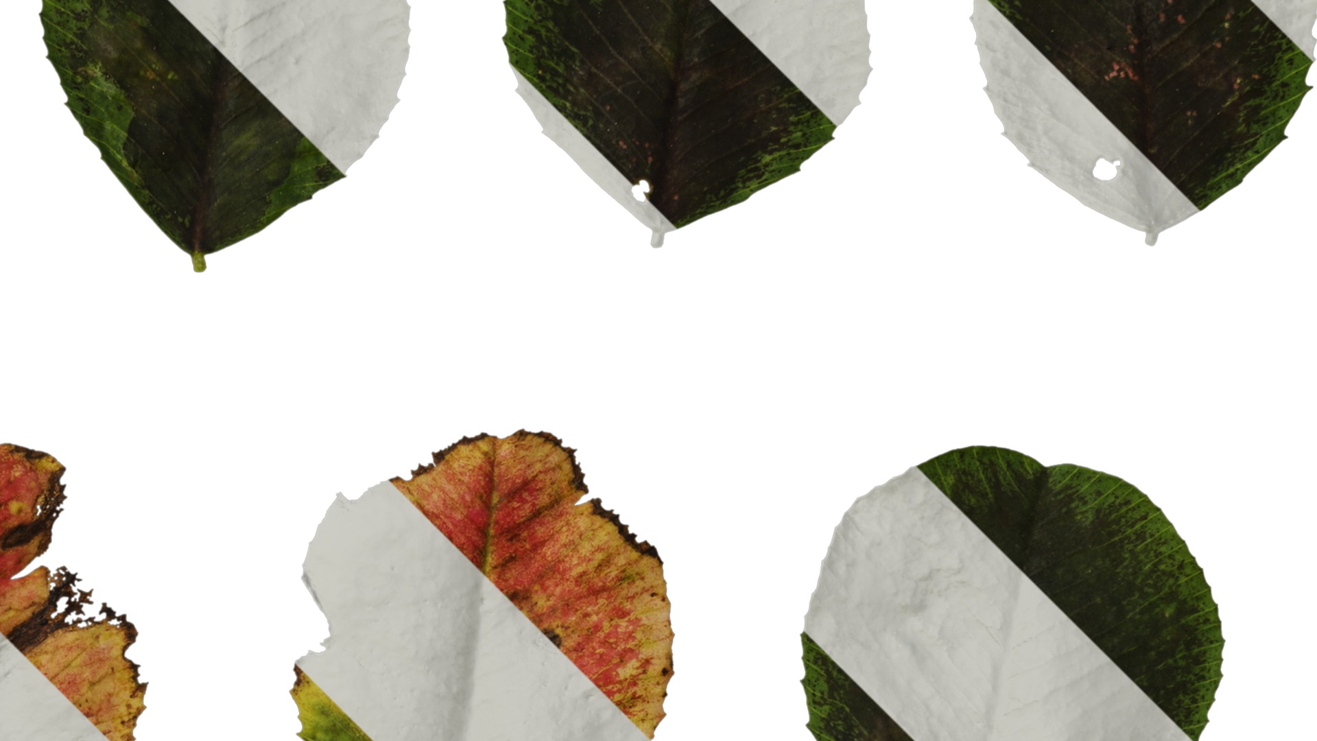 Anydrafts Trifolium repens Leaf 02 Texture_2