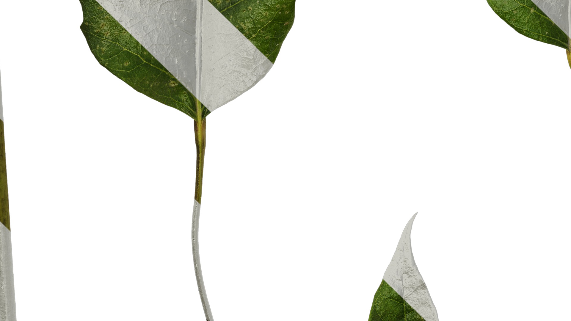 Anydrafts Schefflera delavayi Leaf 06 Texture_5