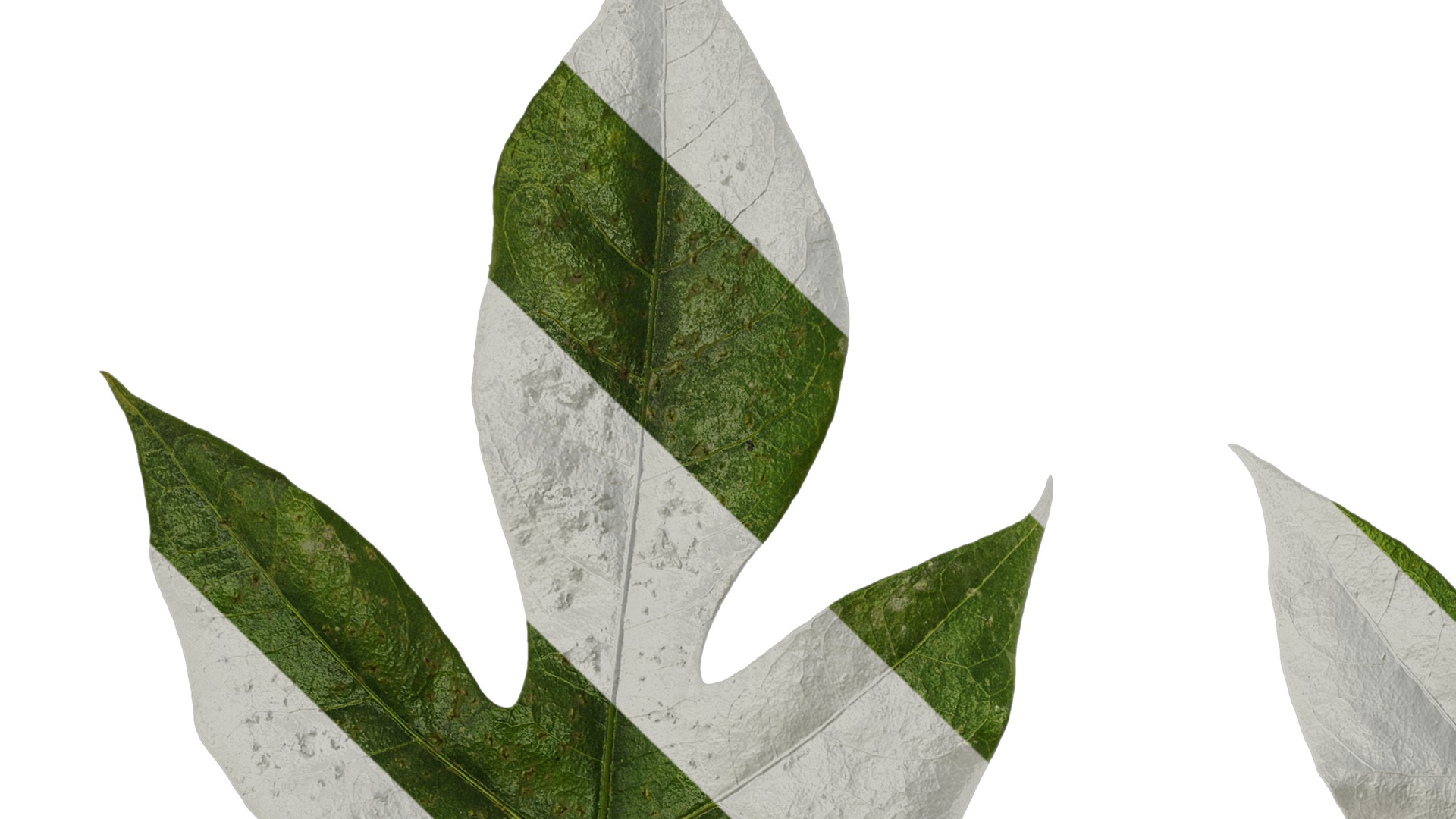 Anydrafts Schefflera delavayi Leaf 06 Texture_1