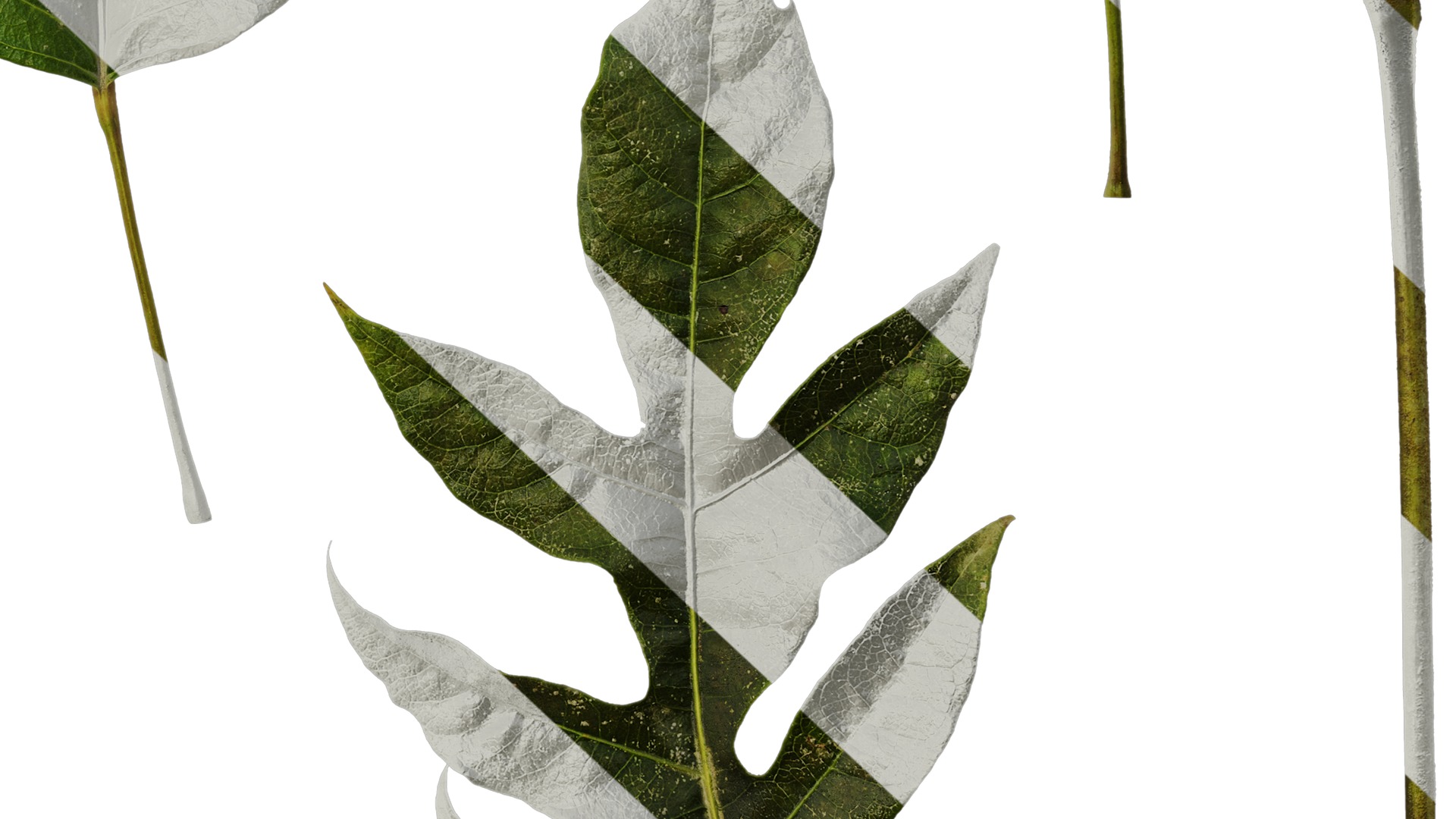 Anydrafts Schefflera delavayi Leaf 06 Texture_6