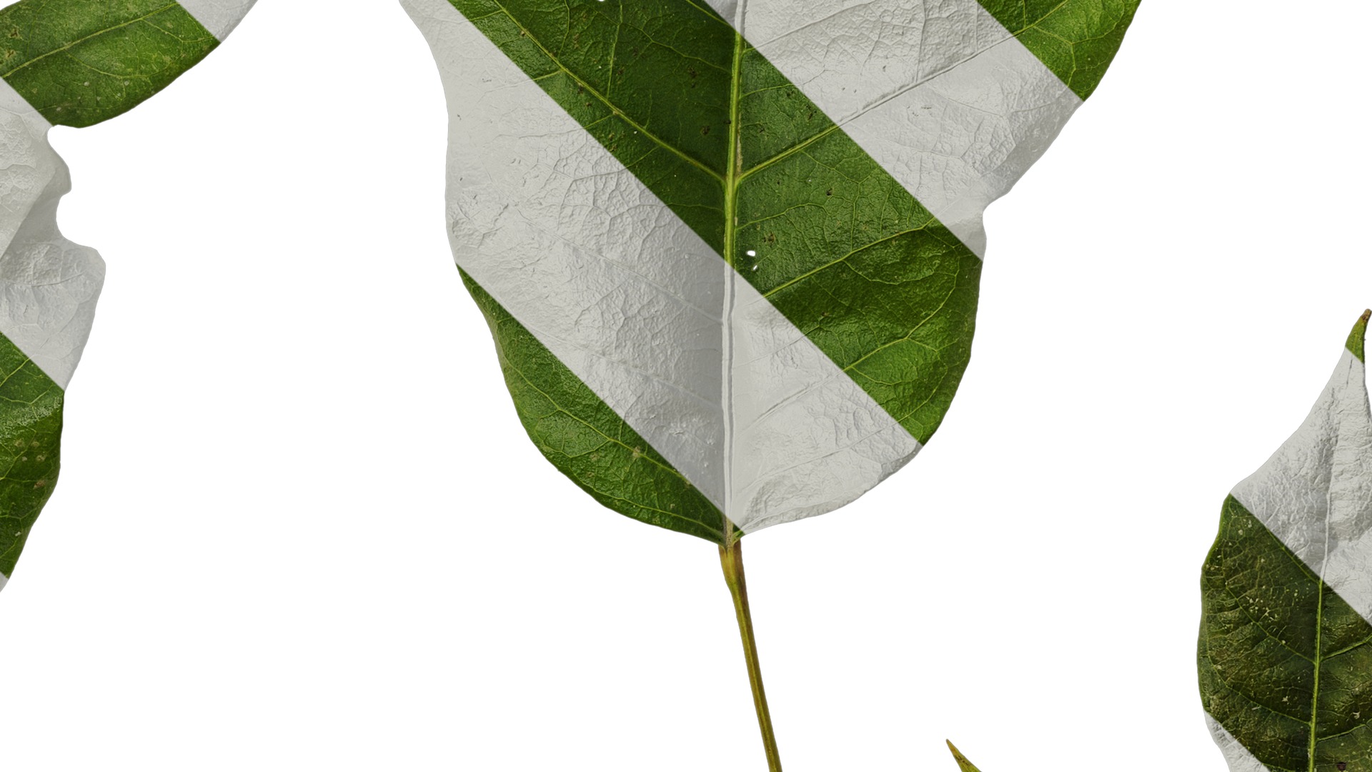 Anydrafts Schefflera delavayi Leaf 06 Texture_7