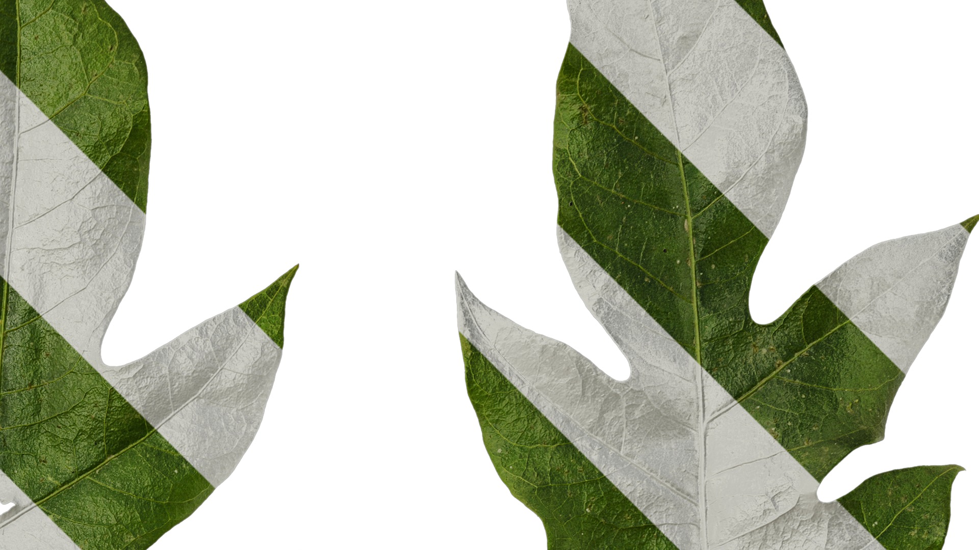 Anydrafts Schefflera delavayi Leaf 06 Texture_2