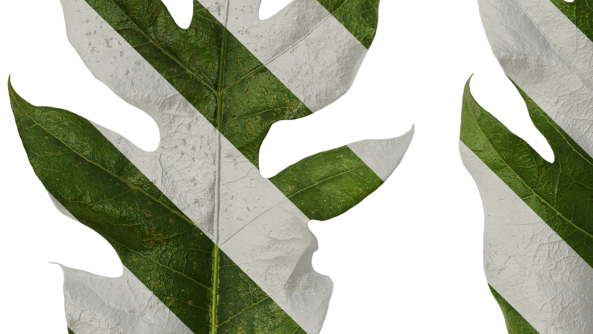 Anydrafts Schefflera delavayi Leaf 06 Texture_3