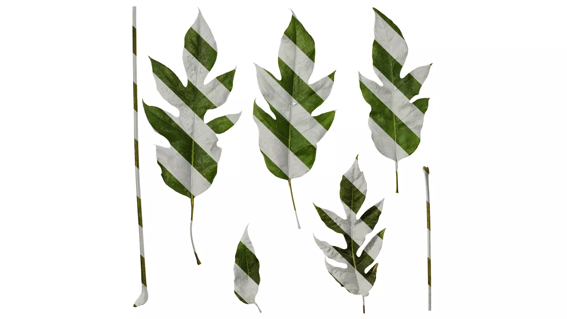 Anydrafts Schefflera delavayi Leaf 06 Texture_0