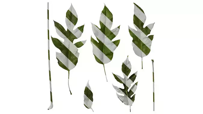 Anydrafts Schefflera delavayi Leaf 06