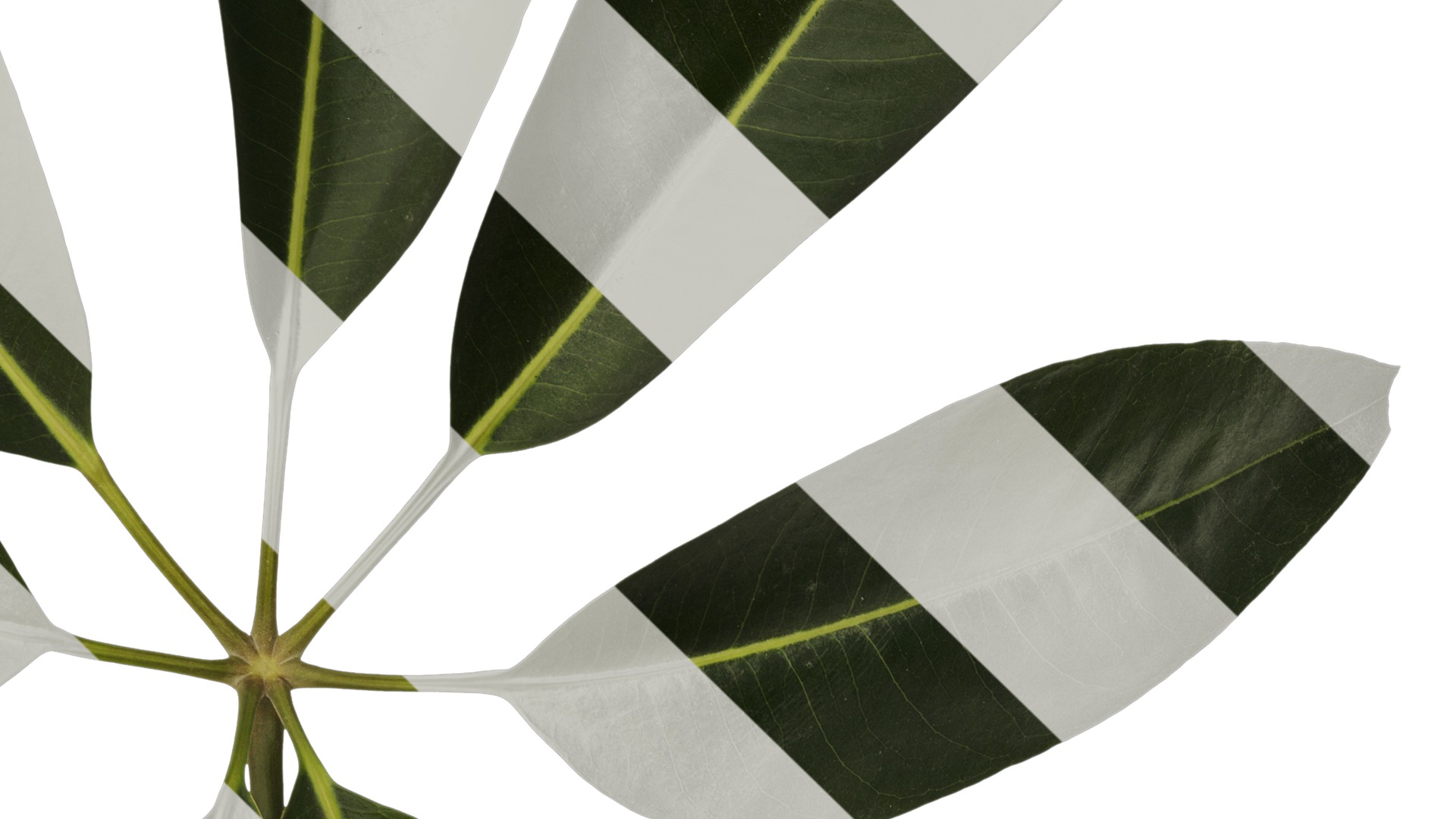 Anydrafts Schefflera microphylla Atlas 02 Texture_4