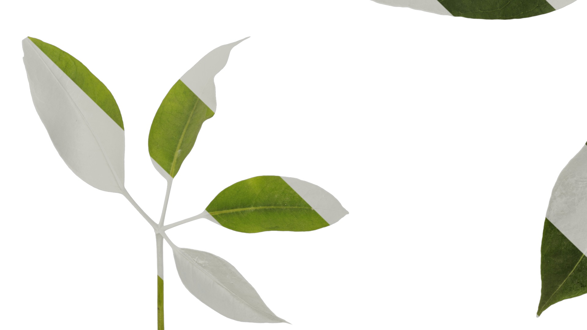 Anydrafts Schefflera microphylla Atlas 02 Texture_5