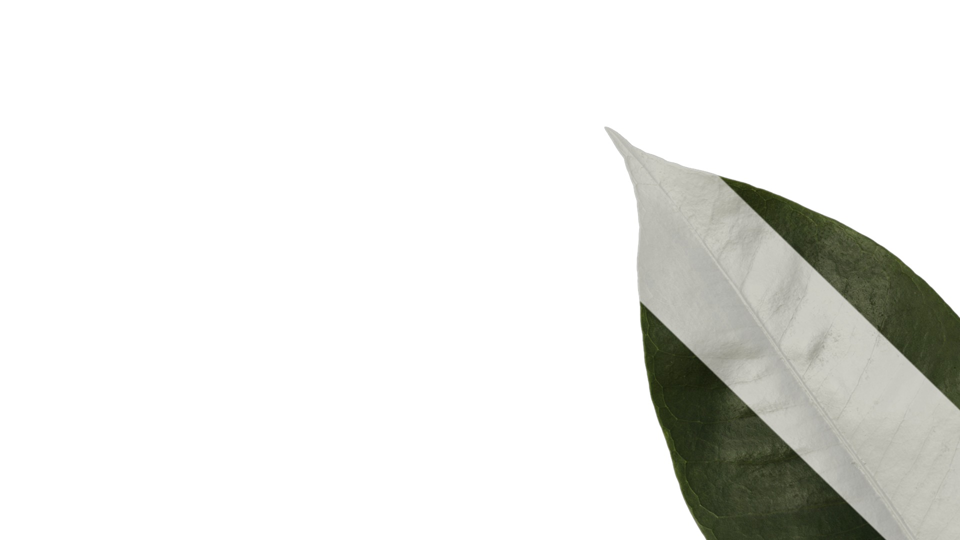 Anydrafts Schefflera microphylla Atlas 02 Texture_1