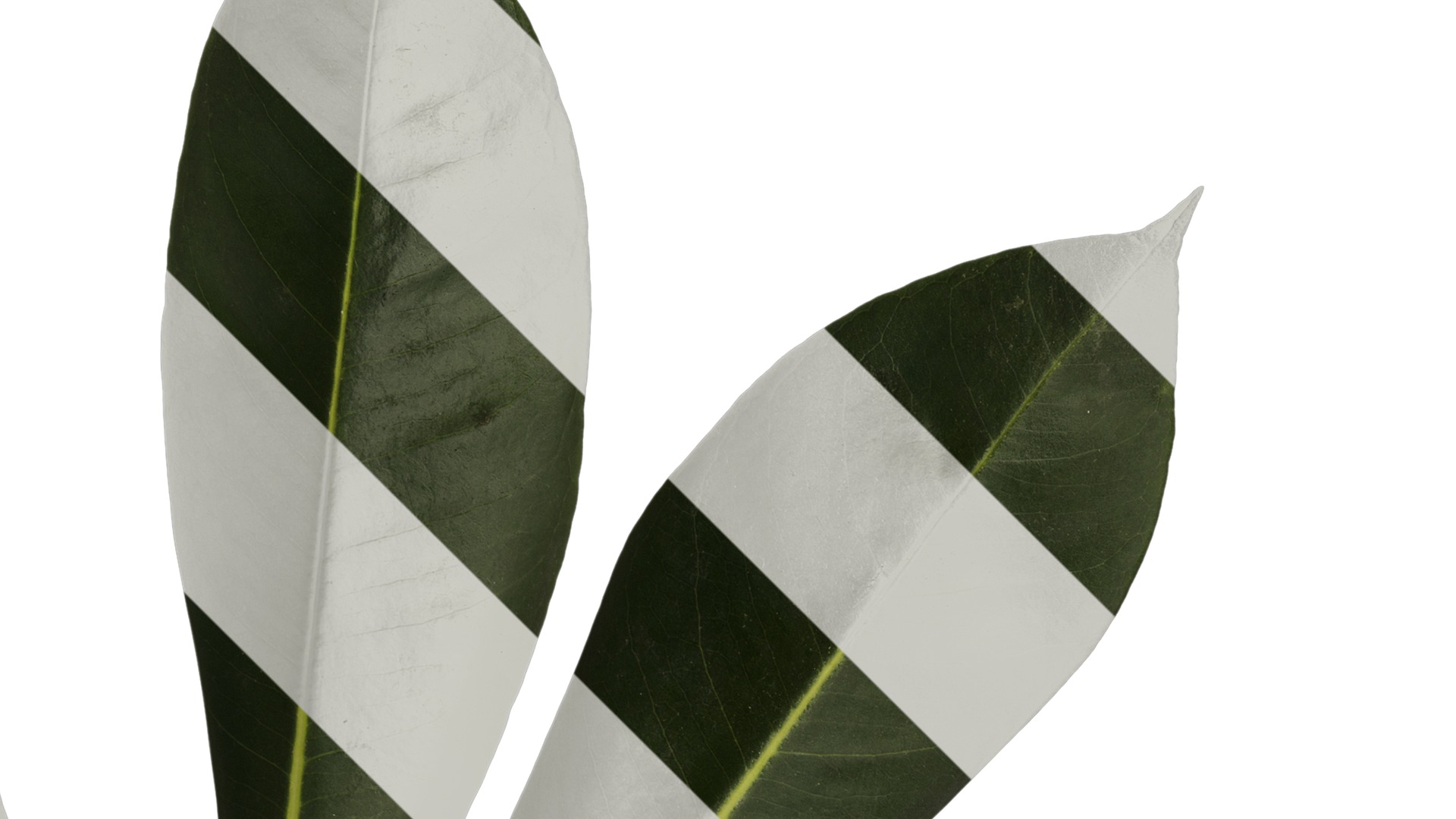 Anydrafts Schefflera microphylla Atlas 02 Texture_2