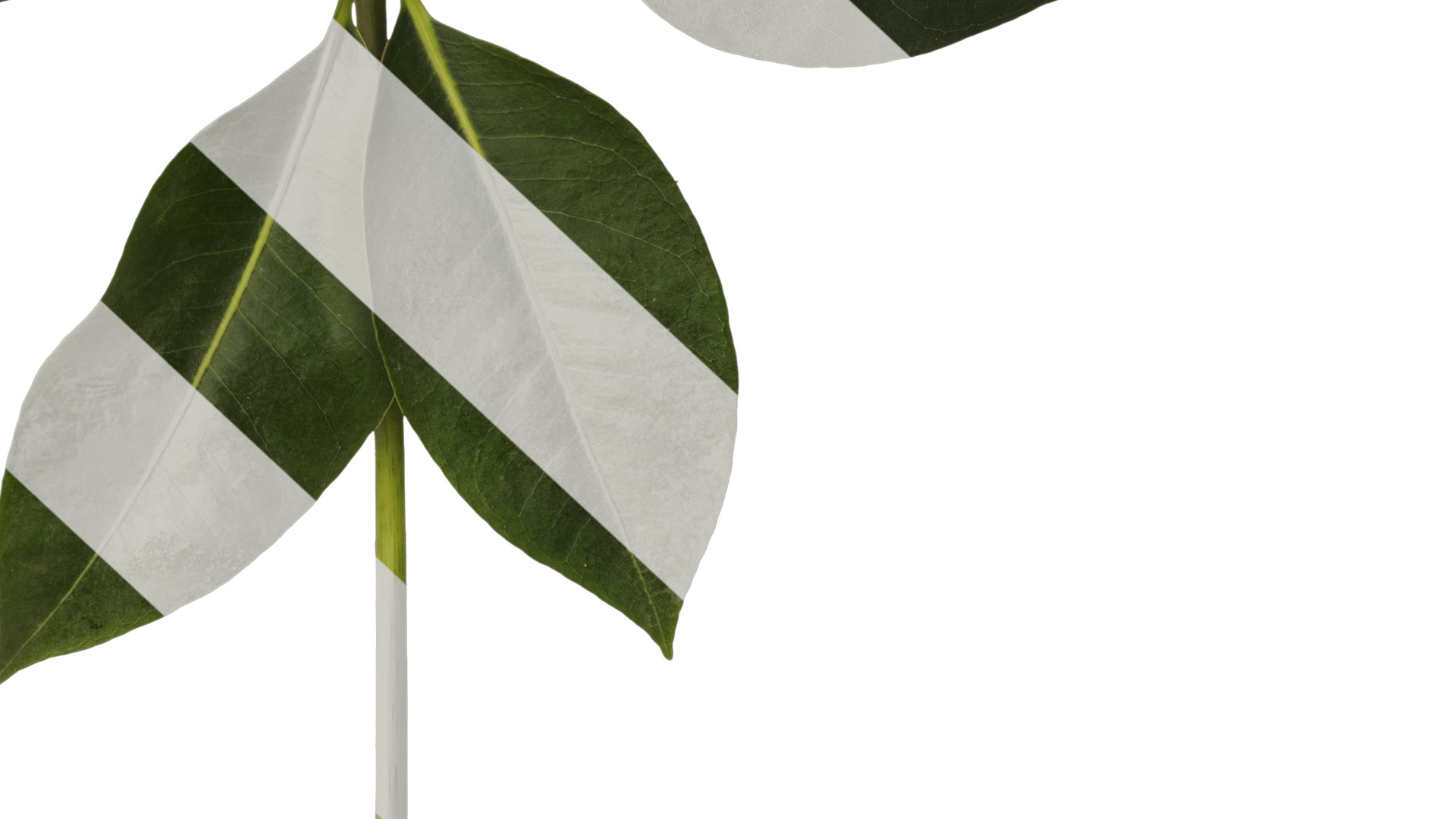 Anydrafts Schefflera microphylla Atlas 02 Texture_6