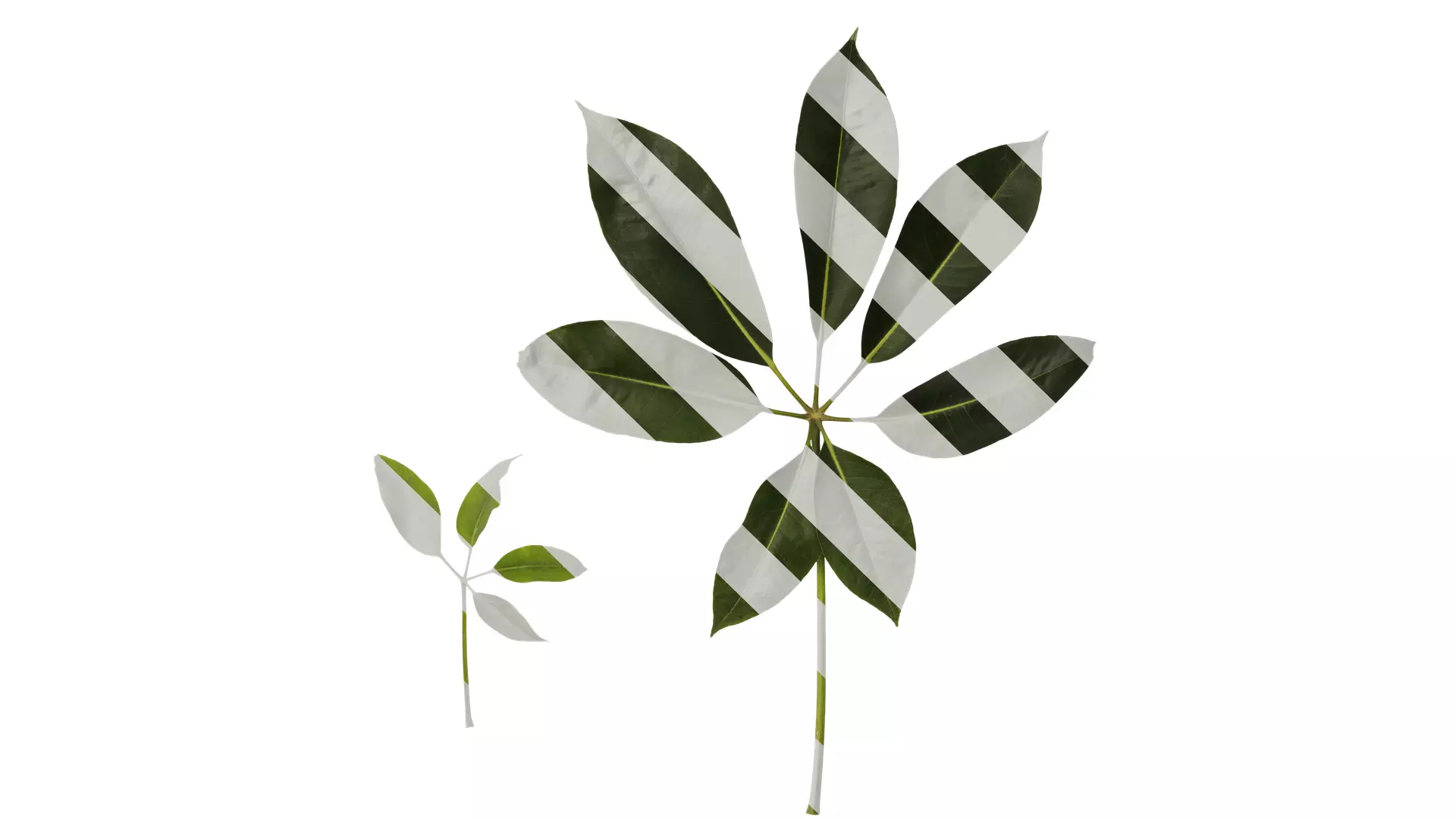 Anydrafts Schefflera microphylla Atlas 02 Texture_0