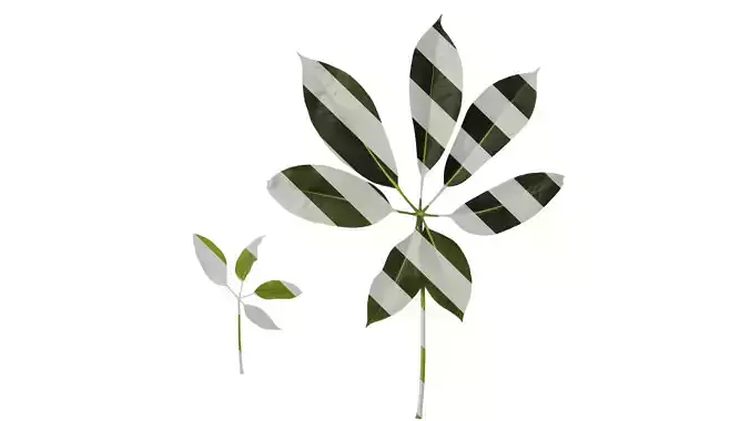 Anydrafts Schefflera microphylla Atlas 02