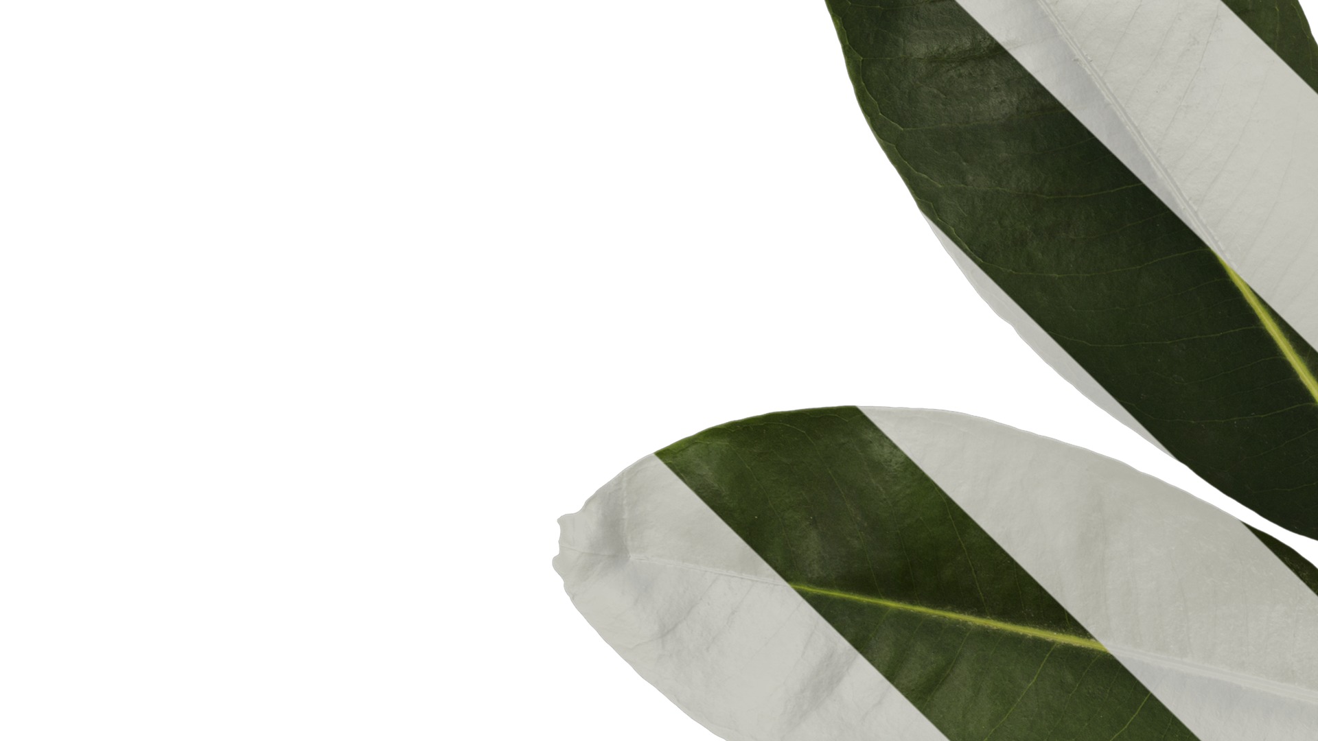 Anydrafts Schefflera microphylla Atlas 02 Texture_3