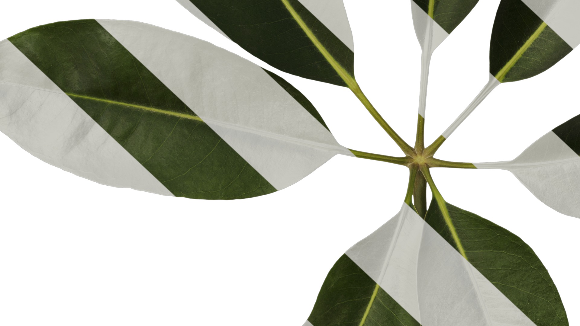 Anydrafts Schefflera microphylla Atlas 02 Texture_7