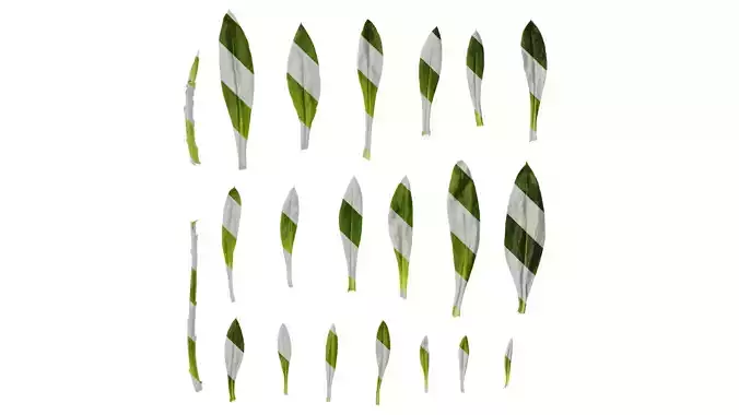 Anydrafts Xerochrysum bracteatum Leaf 03