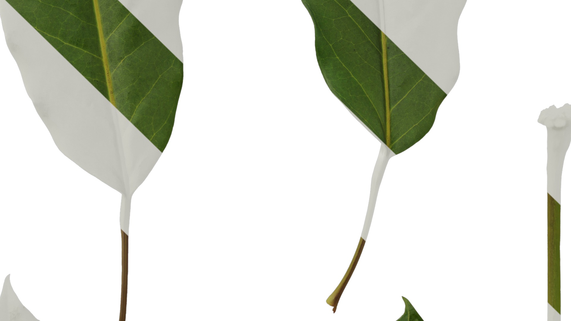 Anydrafts Schefflera microphylla Leaf 01 Texture_4