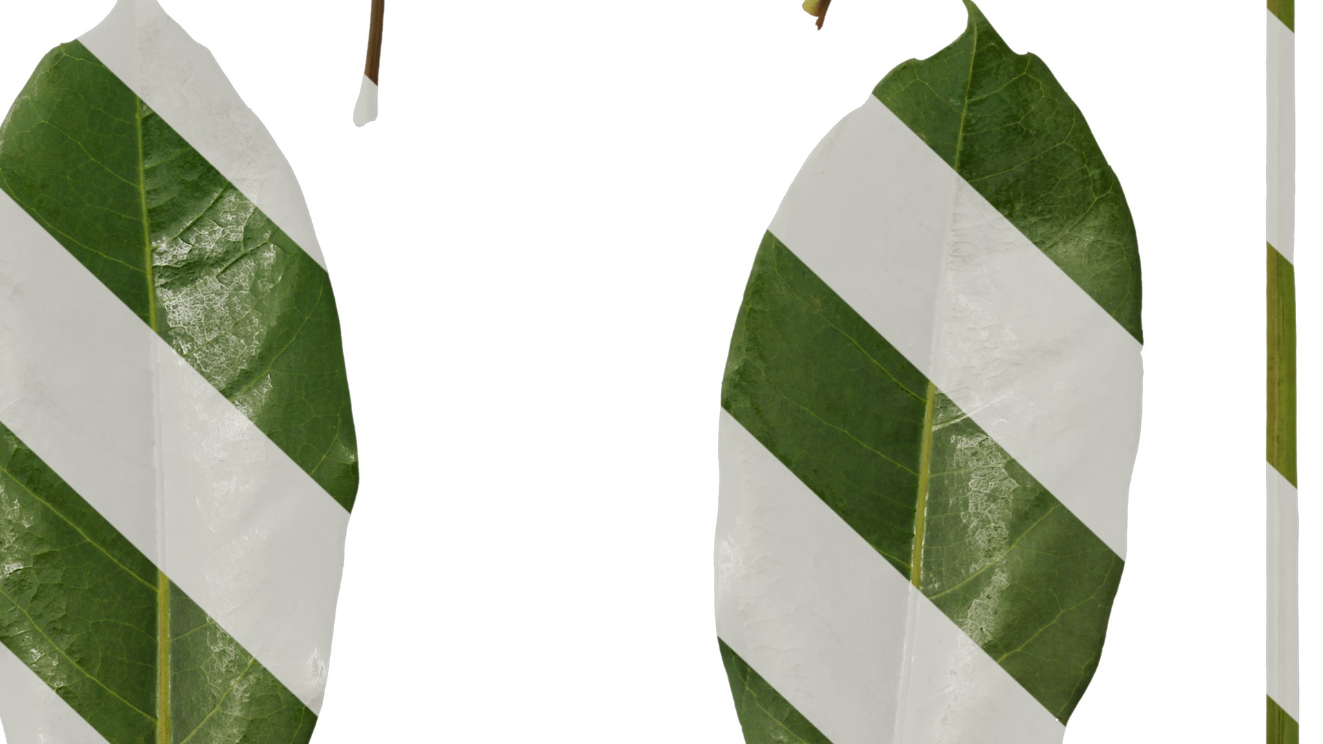 Anydrafts Schefflera microphylla Leaf 01 Texture_6