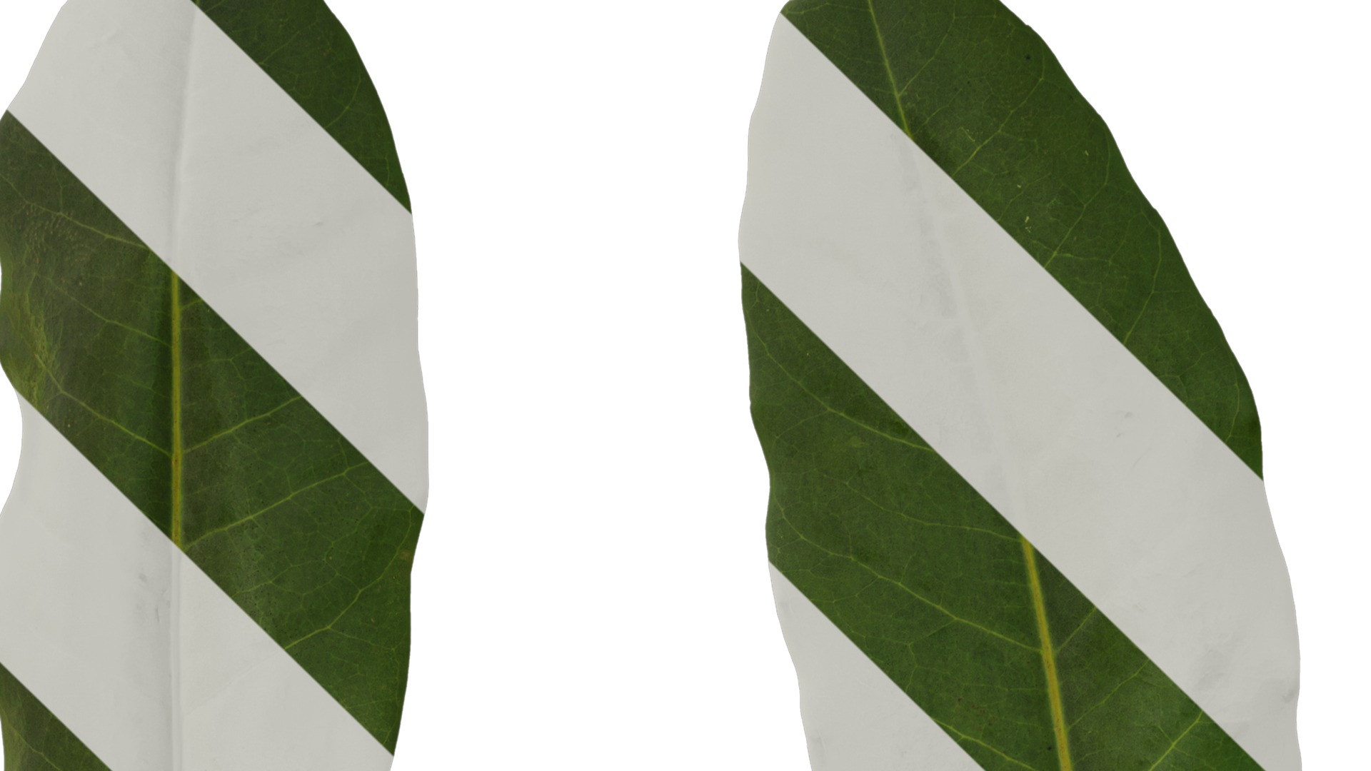 Anydrafts Schefflera microphylla Leaf 01 Texture_1