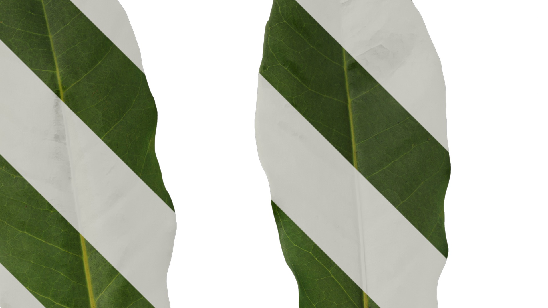 Anydrafts Schefflera microphylla Leaf 01 Texture_2