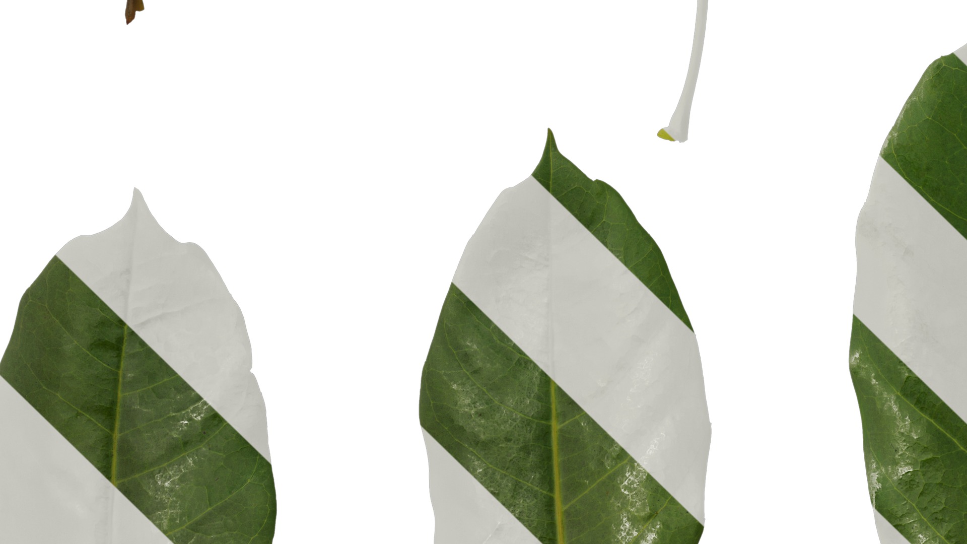 Anydrafts Schefflera microphylla Leaf 01 Texture_5