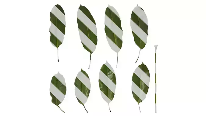 Anydrafts Schefflera microphylla Leaf 01