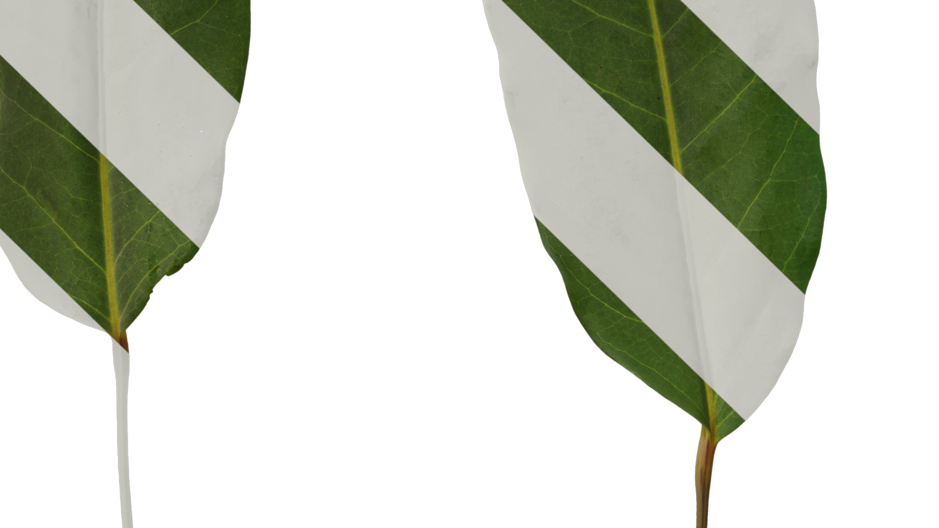 Anydrafts Schefflera microphylla Leaf 01 Texture_3