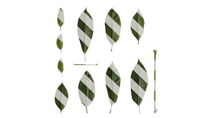 Anydrafts Schefflera microphylla Leaf 04 Texture