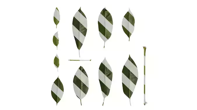 Anydrafts Schefflera microphylla Leaf 04