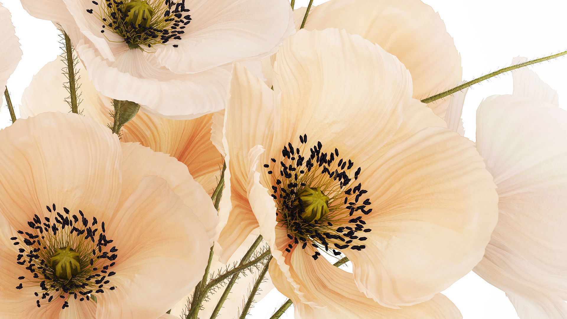 Bouquet Of White Wild Flowers Poppy In A Vase 479 3D model_5