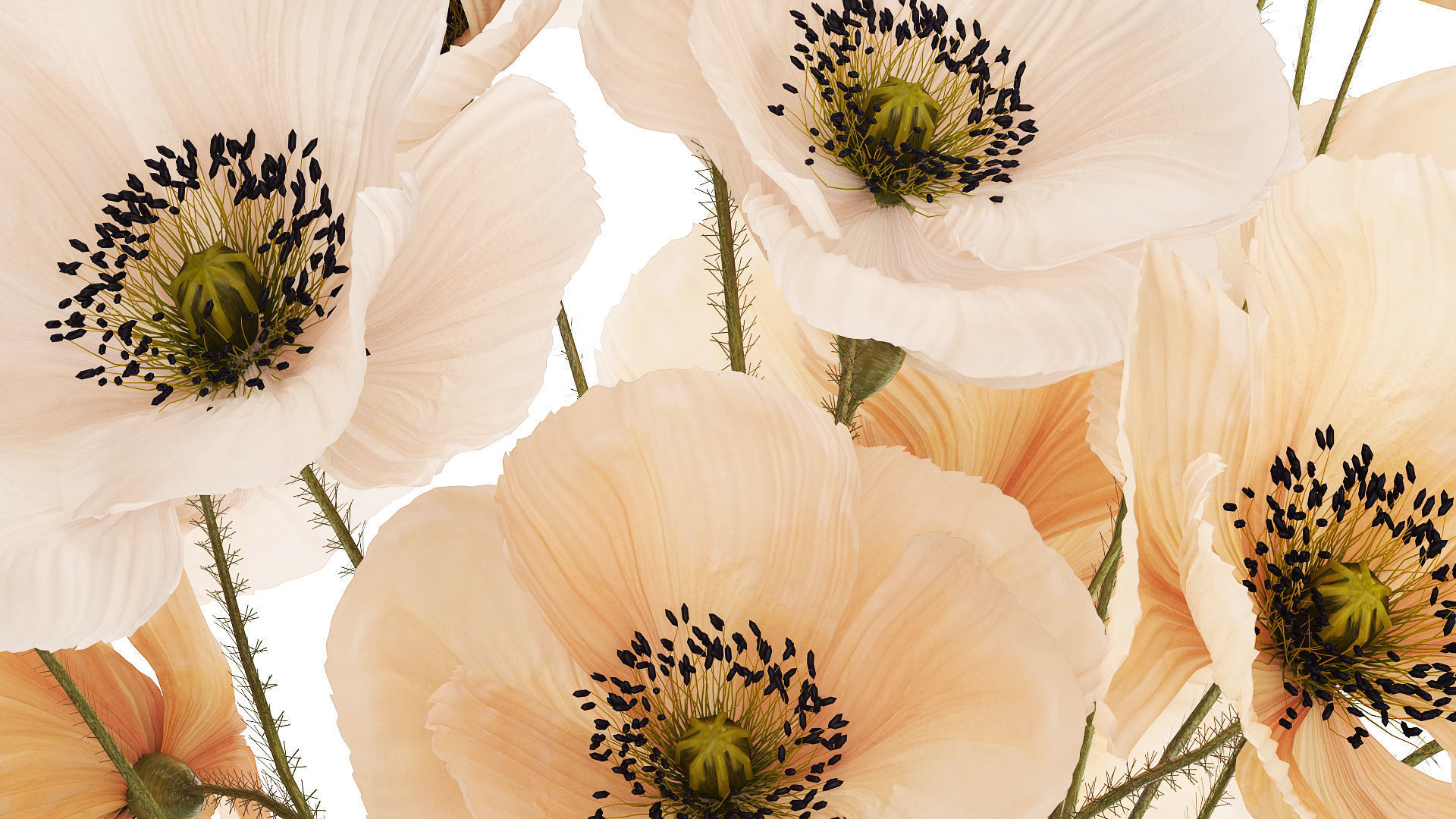 Bouquet Of White Wild Flowers Poppy In A Vase 479 3D model_4