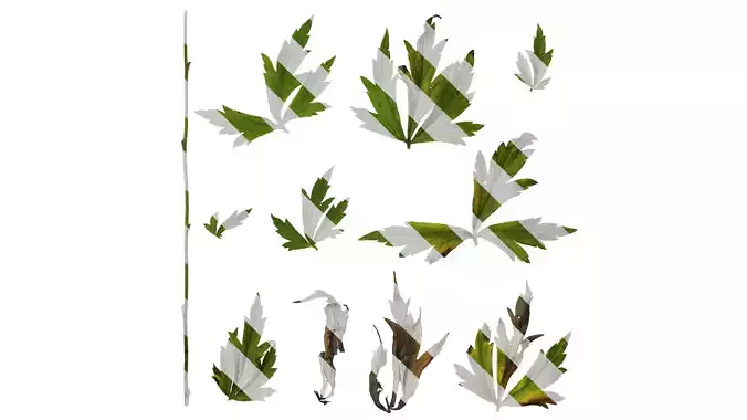 Anydrafts Aconitum carmichaelii Leaf 01